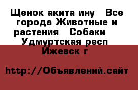 Щенок акита ину - Все города Животные и растения » Собаки   . Удмуртская респ.,Ижевск г.